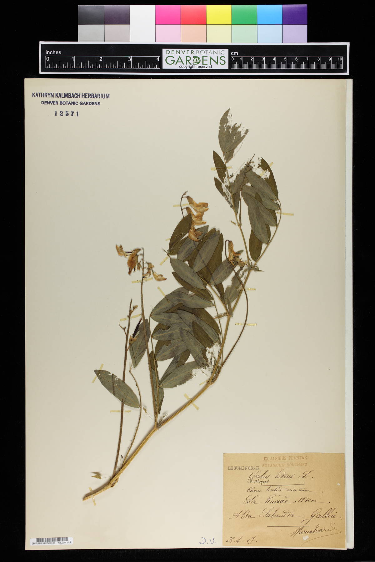Lathyrus gmelinii image