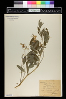 Image of Lathyrus gmelinii