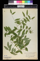 Lathyrus venosus image