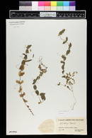 Lathyrus aphaca image