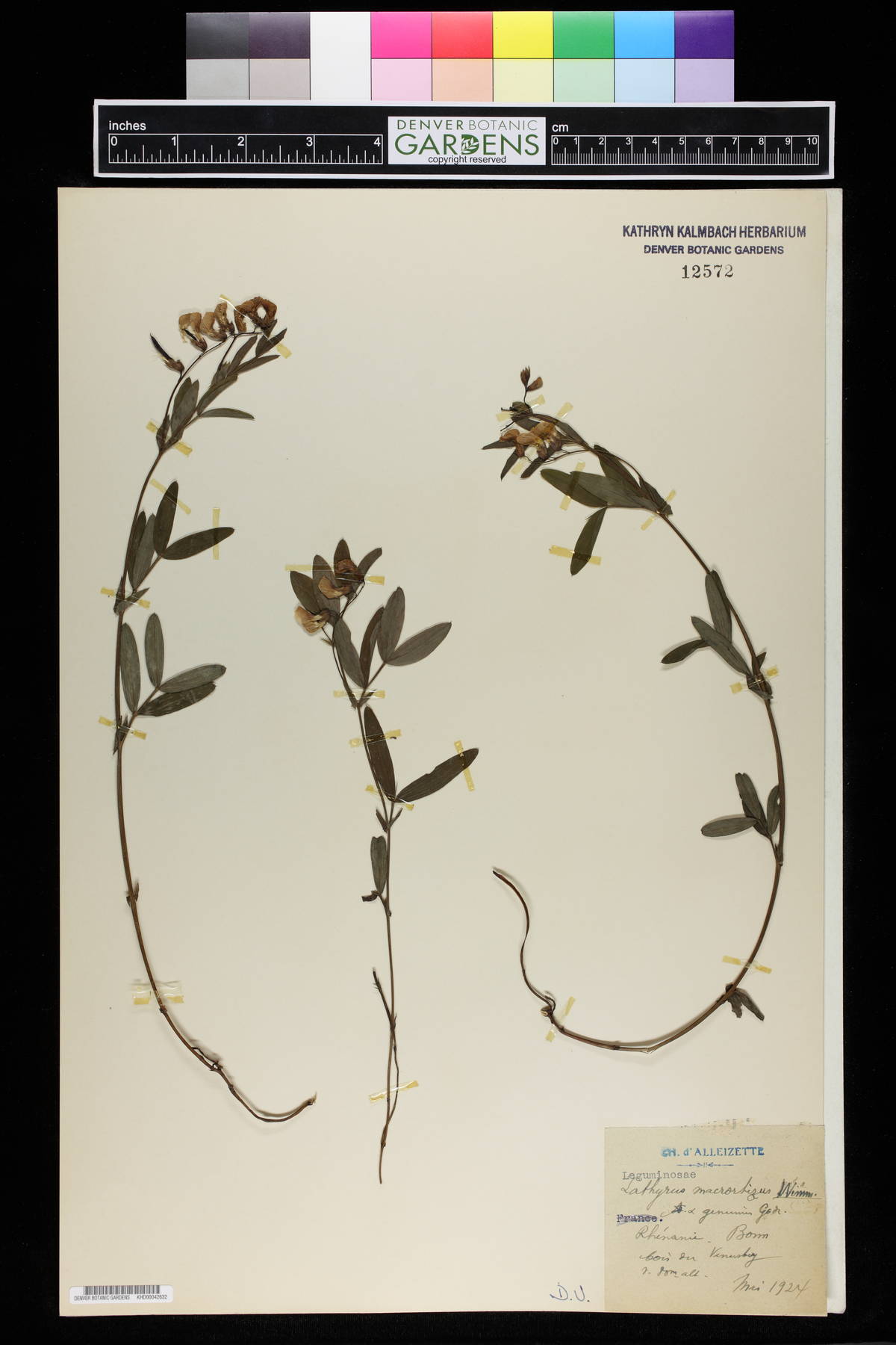 Lathyrus linifolius image