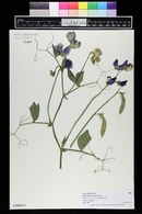 Lathyrus odoratus image