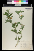 Lathyrus lanszwertii image