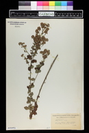 Lespedeza hirta image