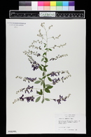 Lespedeza thunbergii image