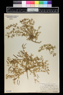 Acmispon oroboides image
