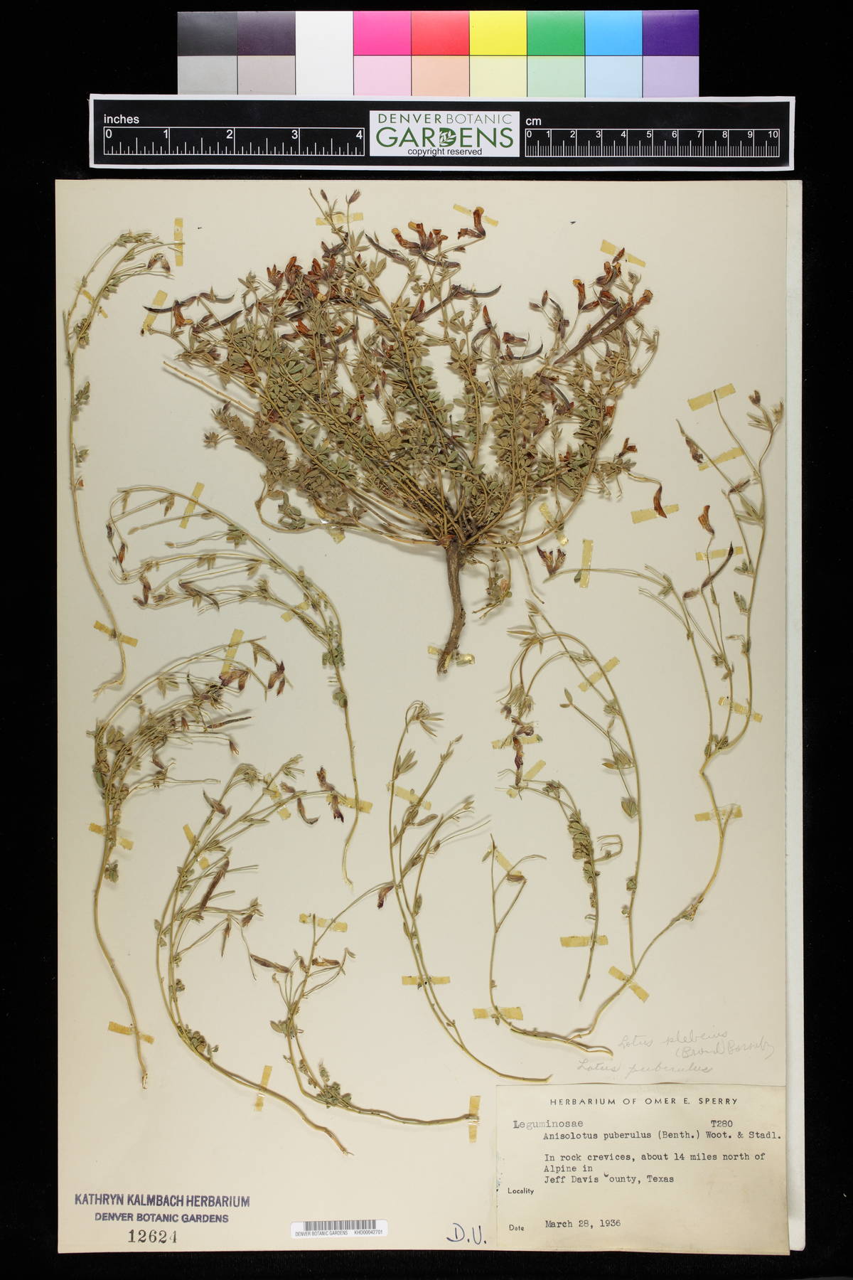 Anisolotus image