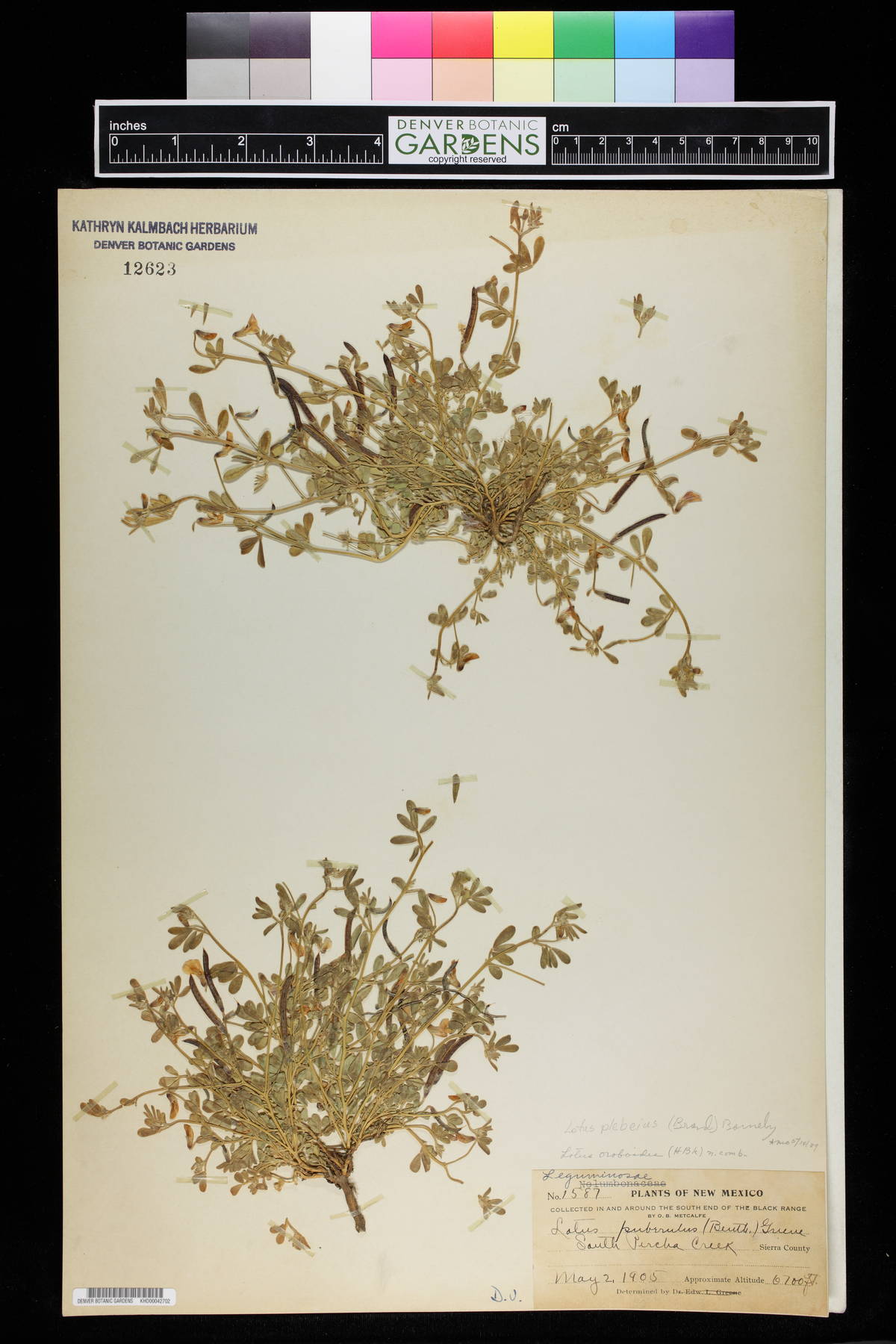 Lotus puberulus image