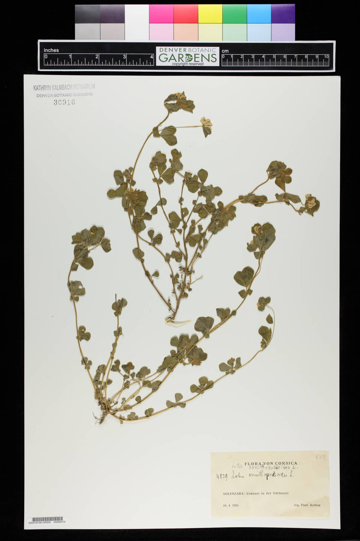 Lotus ornithopodioides image