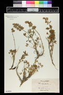 Lupinus collinus image