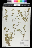 Medicago lupulina image