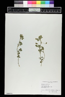 Medicago lupulina image