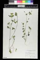 Medicago lupulina image