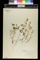 Medicago polymorpha image