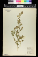 Medicago sativa image