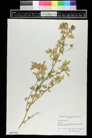 Medicago sativa image