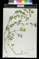 Medicago sativa image