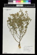 Melilotus indica image