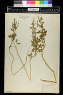 Melilotus indica image