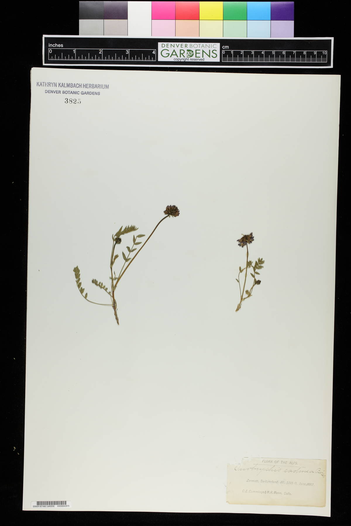 Onobrychis montana subsp. cadmea image