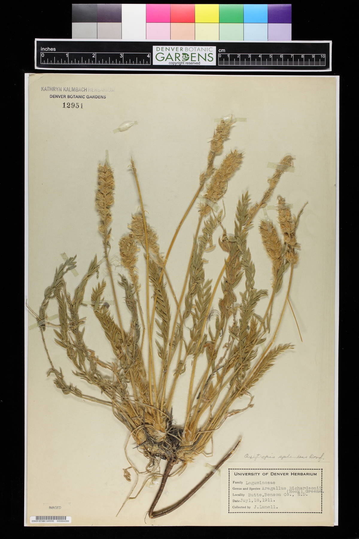 Aragallus richardsonii image