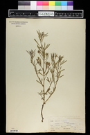 Pediomelum argophyllum image