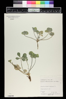 Psoralea megalantha image