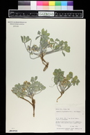 Psoralea megalantha image
