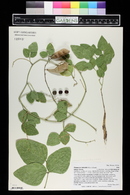 Phaseolus maculatus image