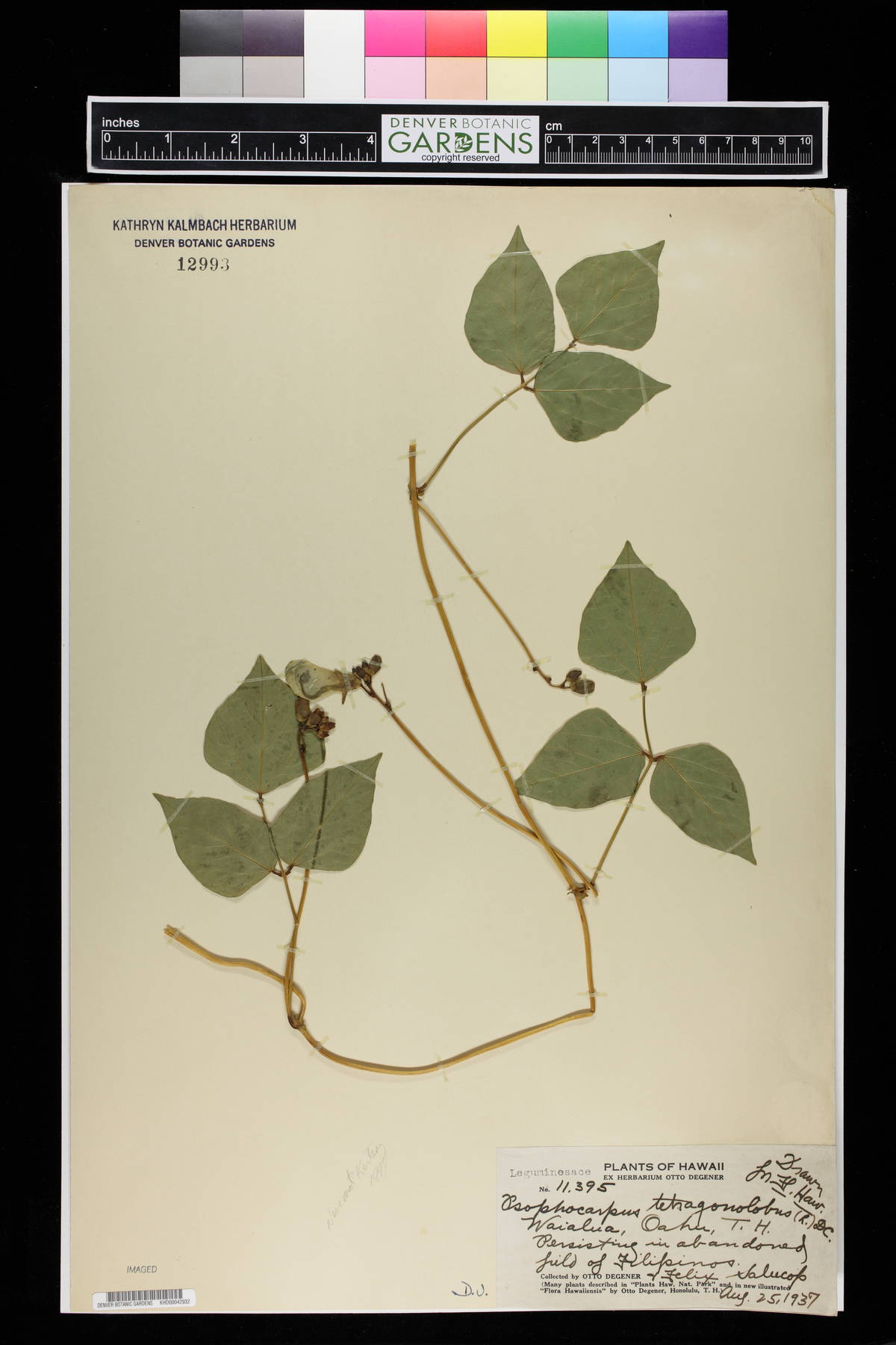 Psophocarpus tetragonolobus image