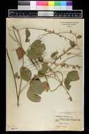 Rhynchosia latifolia image