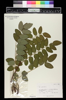 Robinia hispida image