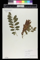 Robinia pseudoacacia image