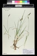 Carex parryana image