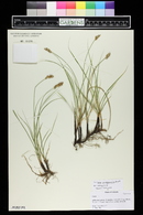 Carex praegracilis image