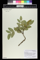 Mahonia repens image