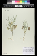 Astragalus ceramicus image