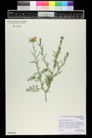 Machaeranthera tanacetifolia image