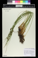 Juncus balticus subsp. ater image