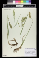 Bromus inermis image