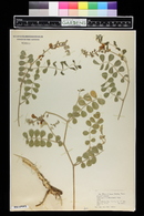 Tephrosia lindheimeri image