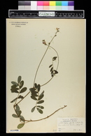 Cracca spicata image