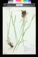 Phleum pratense image