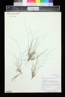 Schedonnardus paniculatus image