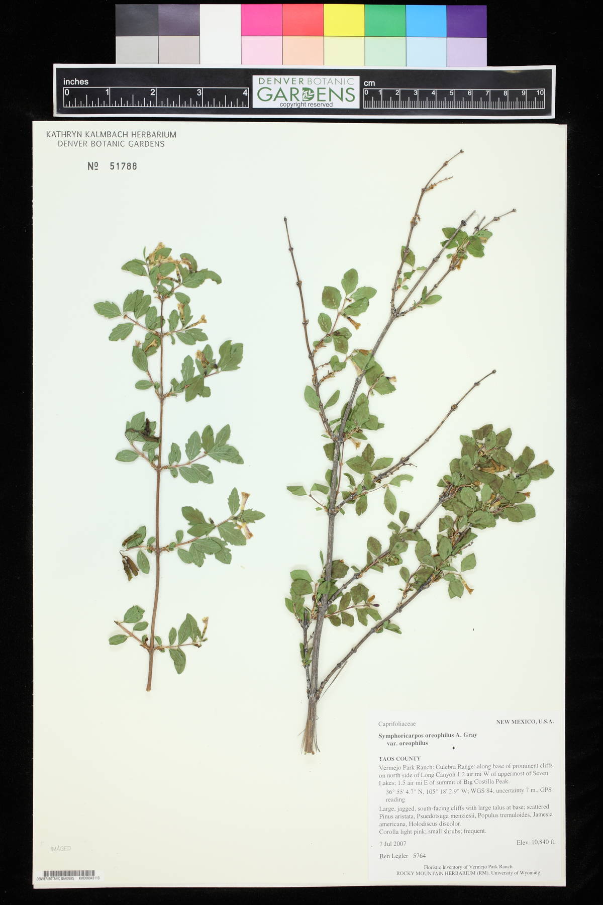 Symphoricarpos oreophilus var. oreophilus image