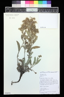 Phacelia heterophylla image