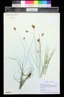 Carex bebbii image