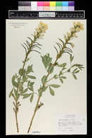 Thermopsis divaricarpa image