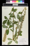 Thermopsis caroliniana image