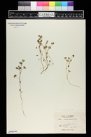 Trifolium amplectens image